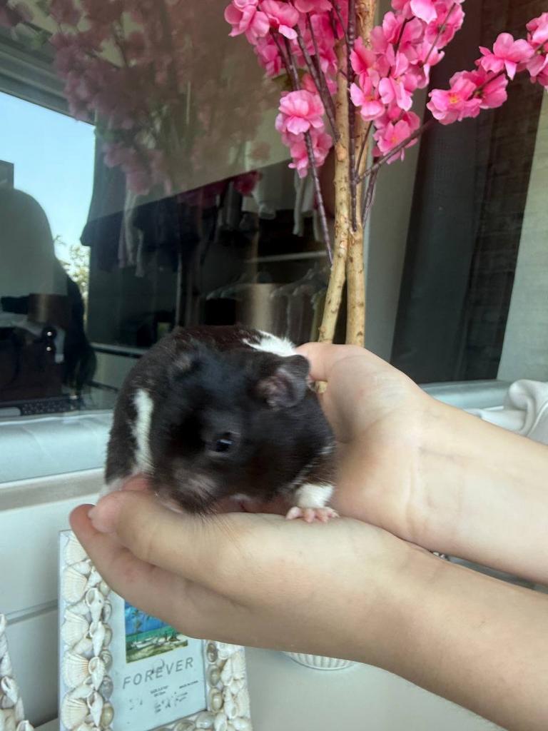 Gratis Hamster mannetje 6/8 maanden oud, Dieren en Toebehoren, Hamster, Mannelijk, Tam, Oktober