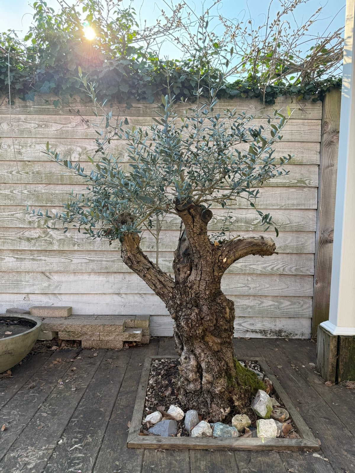 Olijfboom dikke stam 175 cm hoog bonsai, 100 tot 250 cm, Olijfboom, Zomer, Ophalen
