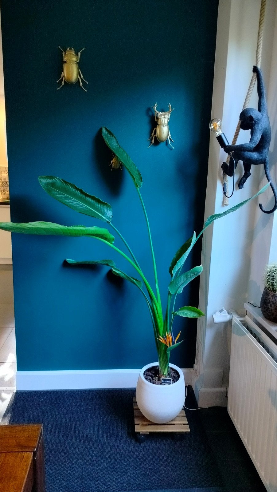 Paradijsvogel plant incl. pot (strelitzia) H160cm, Huis en Inrichting, Ophalen, Overige soorten, In pot, Bloeiende kamerplant