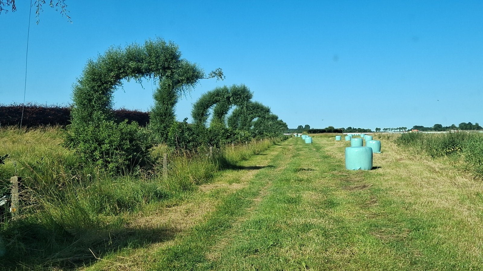 Grasbalen / Hooibalen, Dieren en Toebehoren, Ophalen of Verzenden, Vee