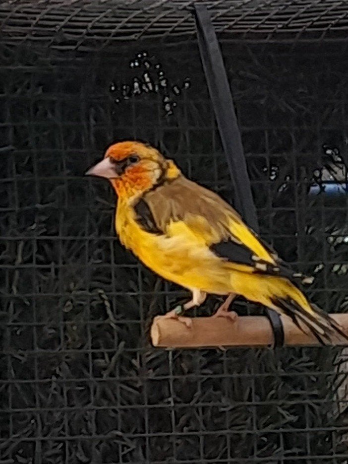 Majoor putters, Meerdere dieren, Wildzangvogel