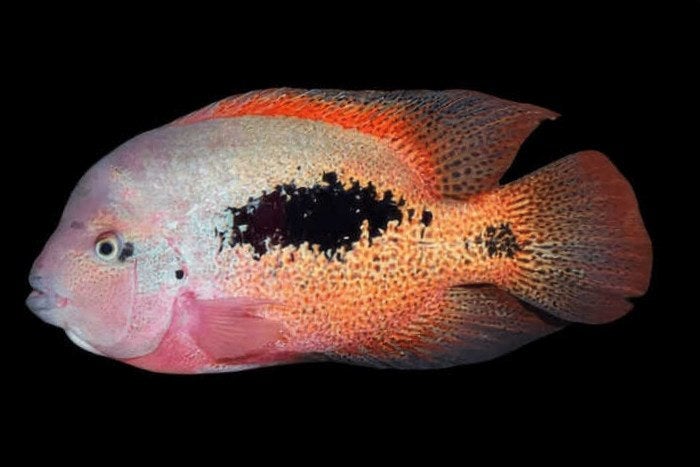 Midden Amerikaanse Cichliden: Vieja bifasciata "Rio Teapa", Vis, Zoetwatervis