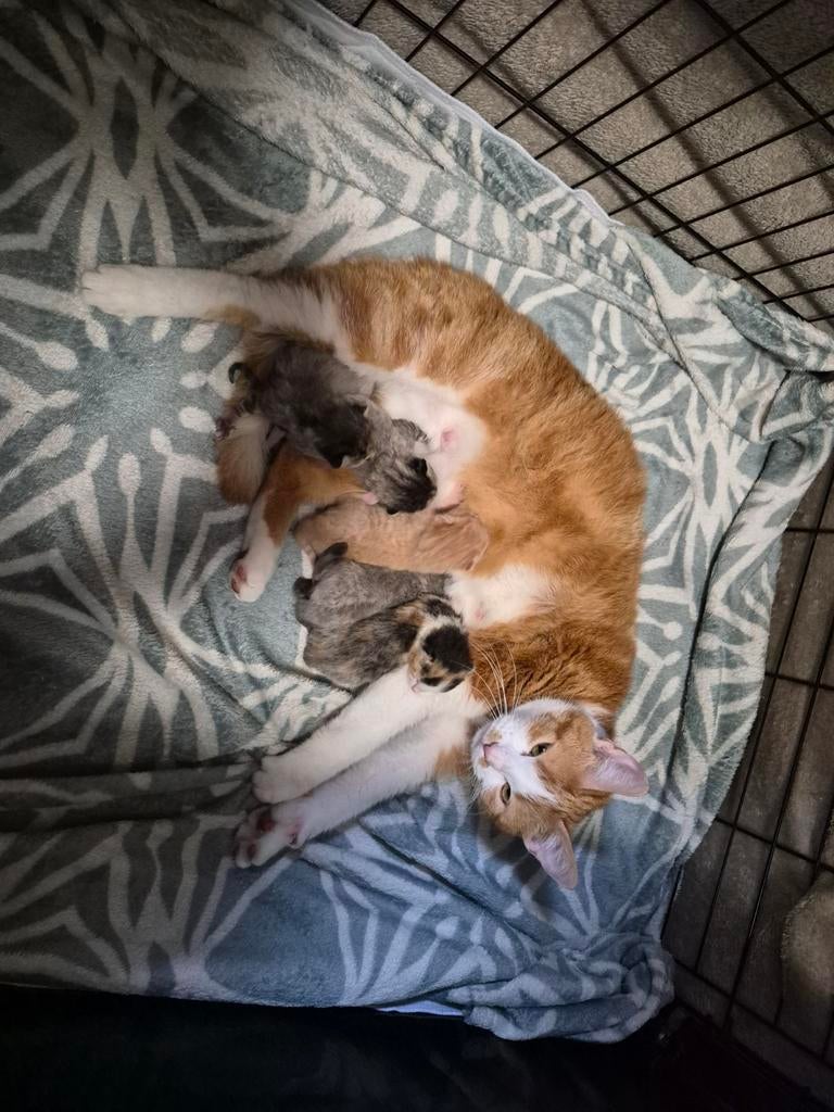 Kitten, Dieren en Toebehoren
