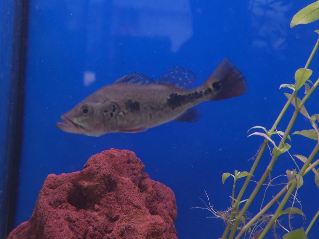 Cichla monoculus, Vis