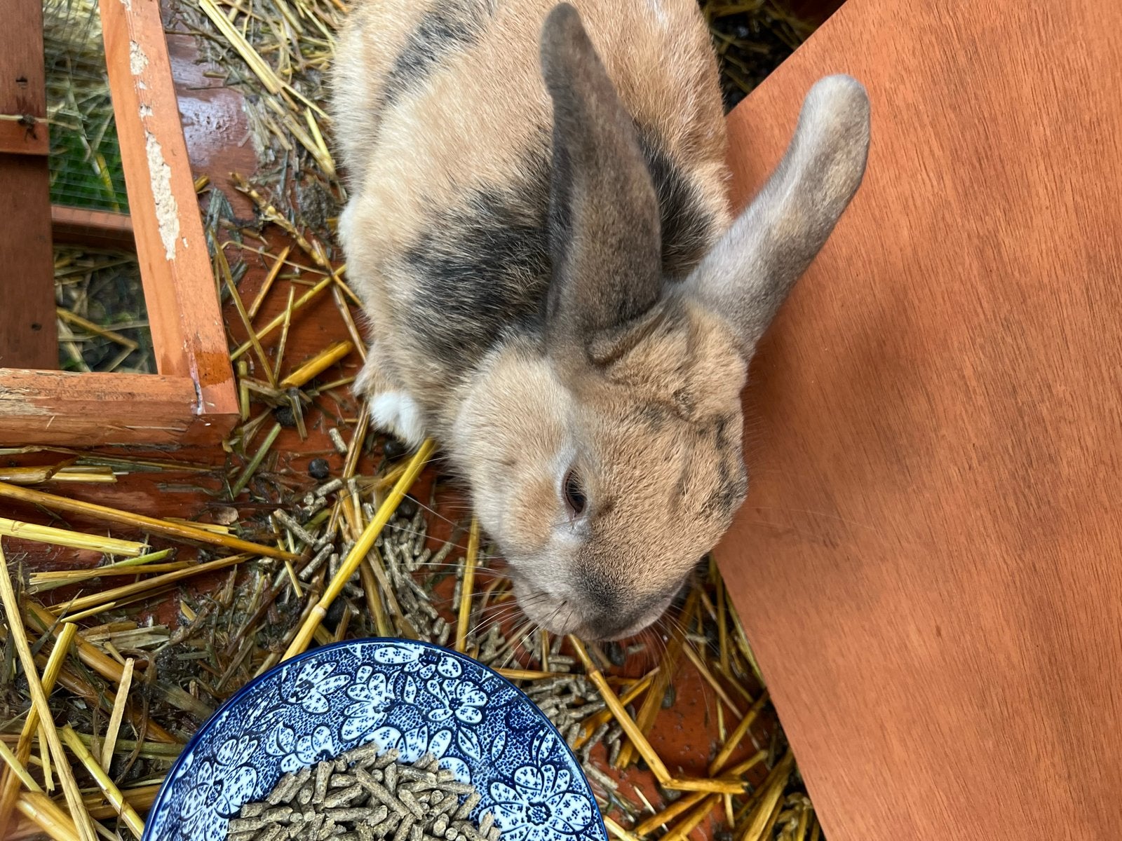 Mannetjes konijn, Mannelijk, Middelgroot, Hangoor, 0 tot 2 jaar