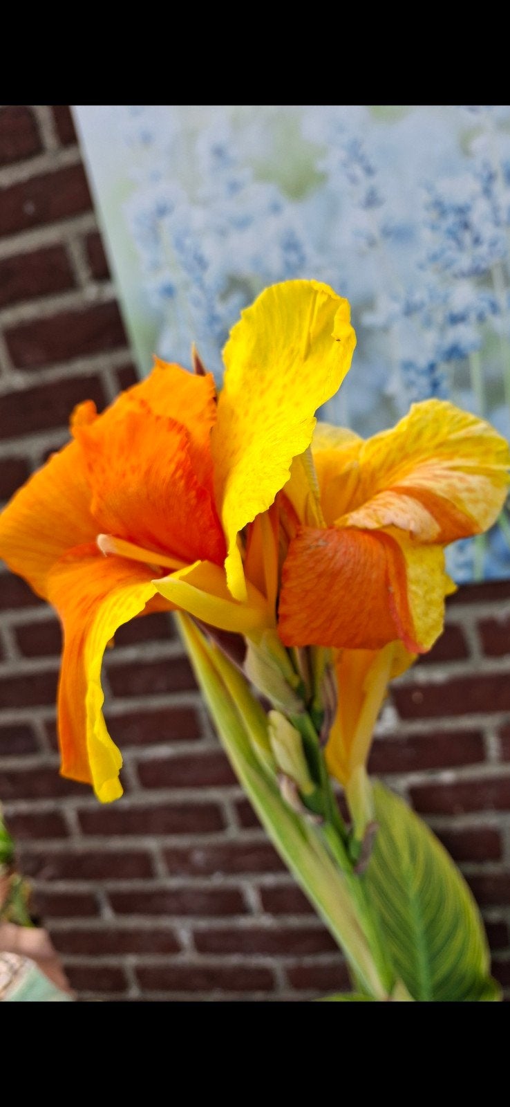 Canna Two Tone Tiger Thai, Tuin en Terras, Ophalen of Verzenden, Volle zon, Knol
