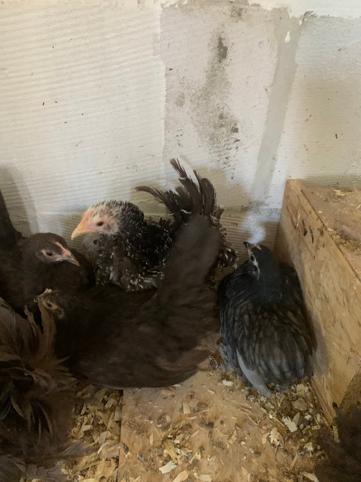 Laatste Chabo kriel kipjes   Hlad en krul ook bolstaart, Dieren en Toebehoren, Meerdere dieren, Kip