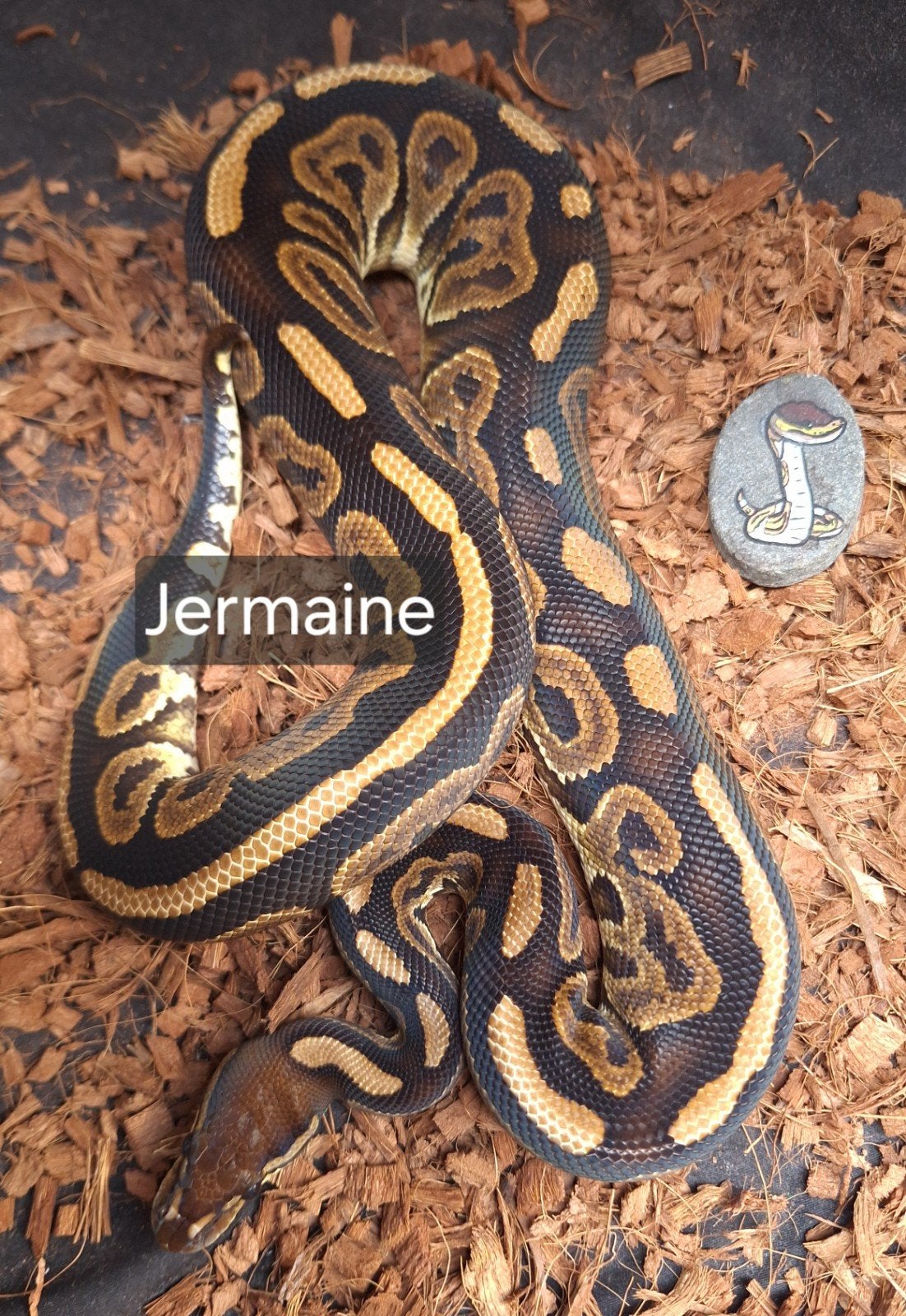 black pastel koningspython Ball Python - male for sale from chantal
