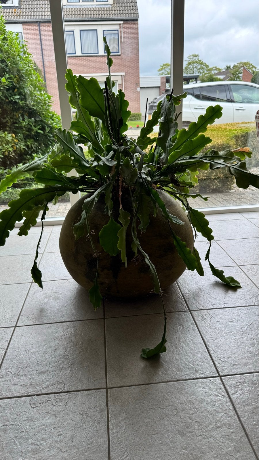 Grote Rhipsalis in pot - Groene kamerplant, Ophalen, 100 tot 150 cm, Halfschaduw, Groene kamerplant