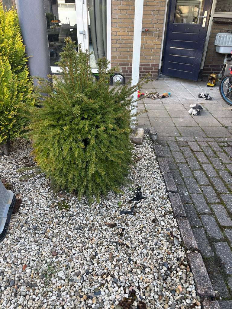 Kleine conifeer, Vaste plant, Bloeit niet, Halfschaduw, Ophalen
