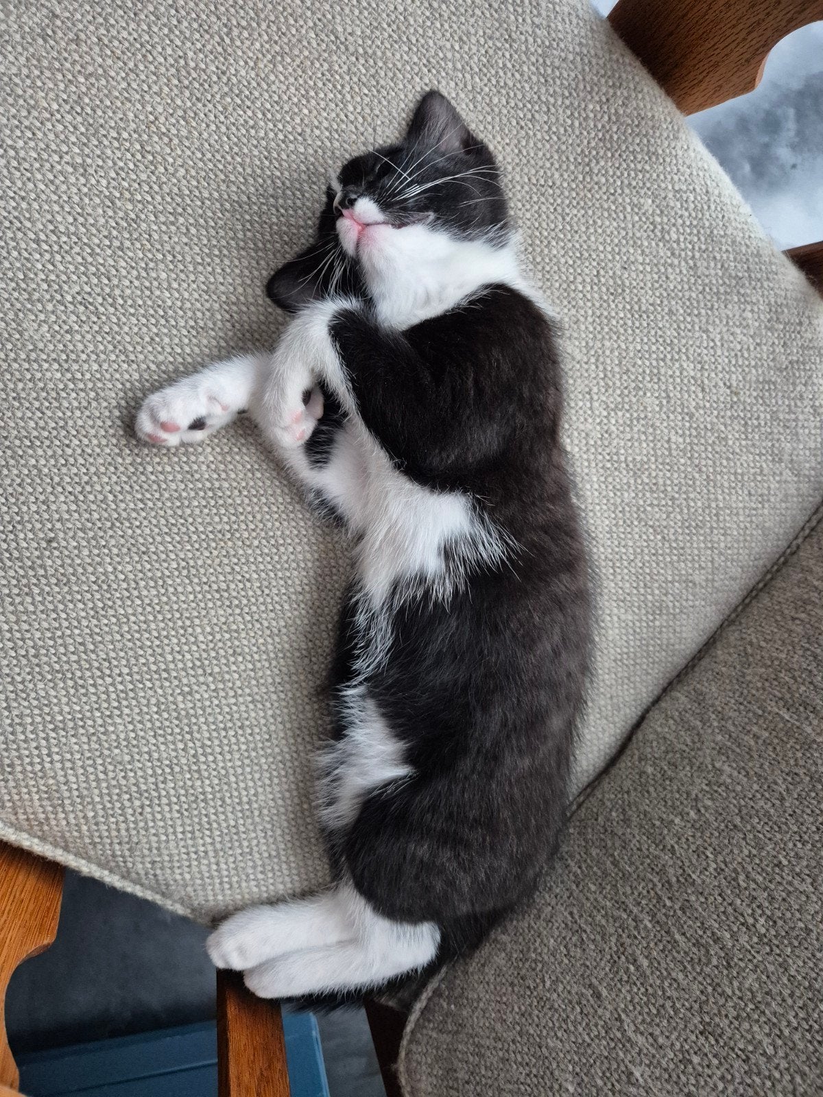 Leuke kitten te koop, Kater, Kortharig, 0 tot 2 jaar