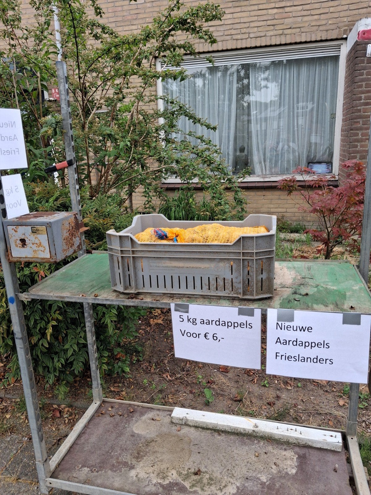Nieuwe aardappels frieslanders, Ophalen
