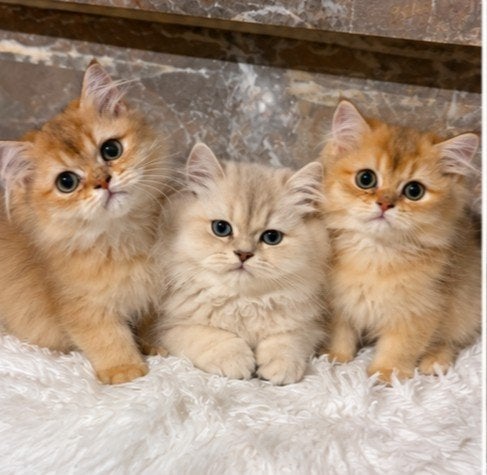 Britse Langhaar kittens met stamboom, Meerdere dieren, Met stamboom