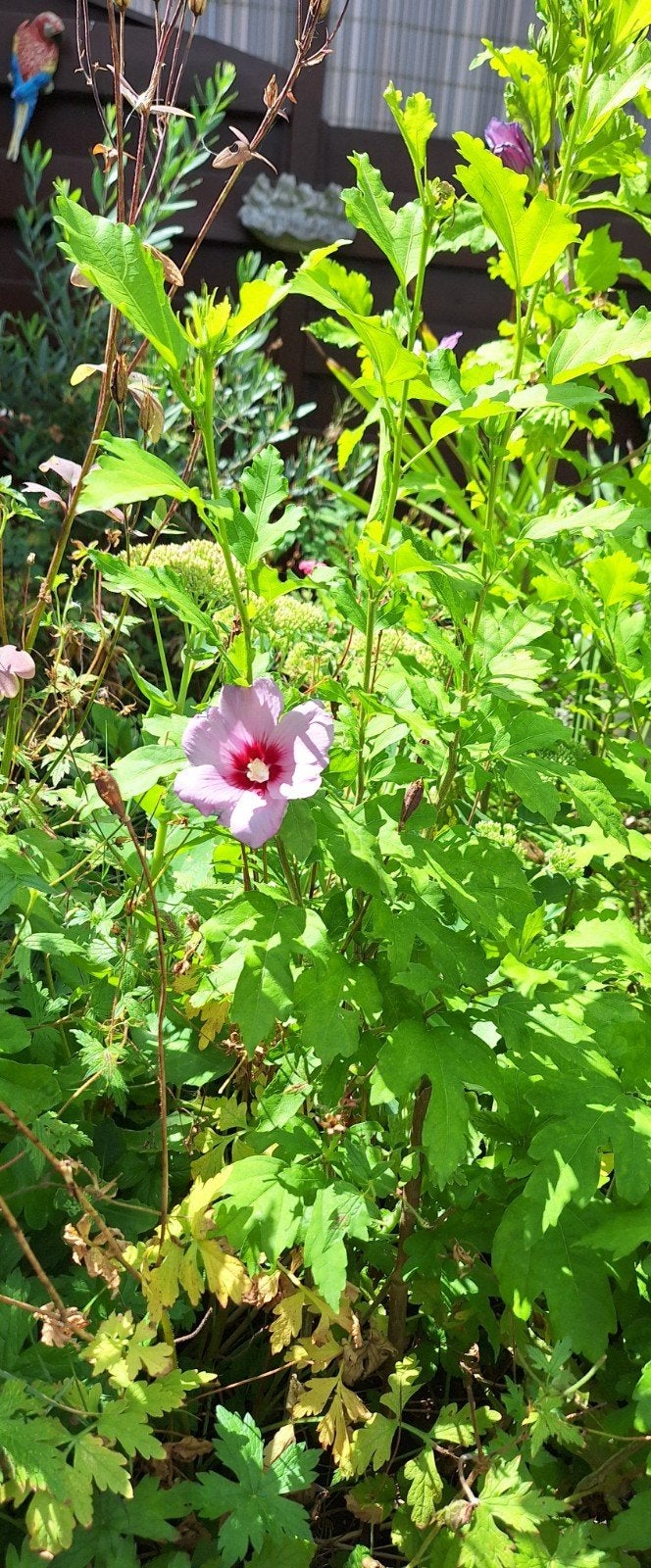 Roze/paars Hibiscus - Prachtige bloeiende struik, Tuin en Terras, Planten | Tuinplanten, Vaste plant, Overige soorten, Volle zon