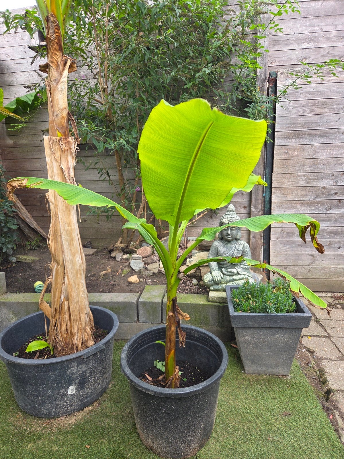 Bananenplant (Musa Basjoo) in pot, Ophalen of Verzenden