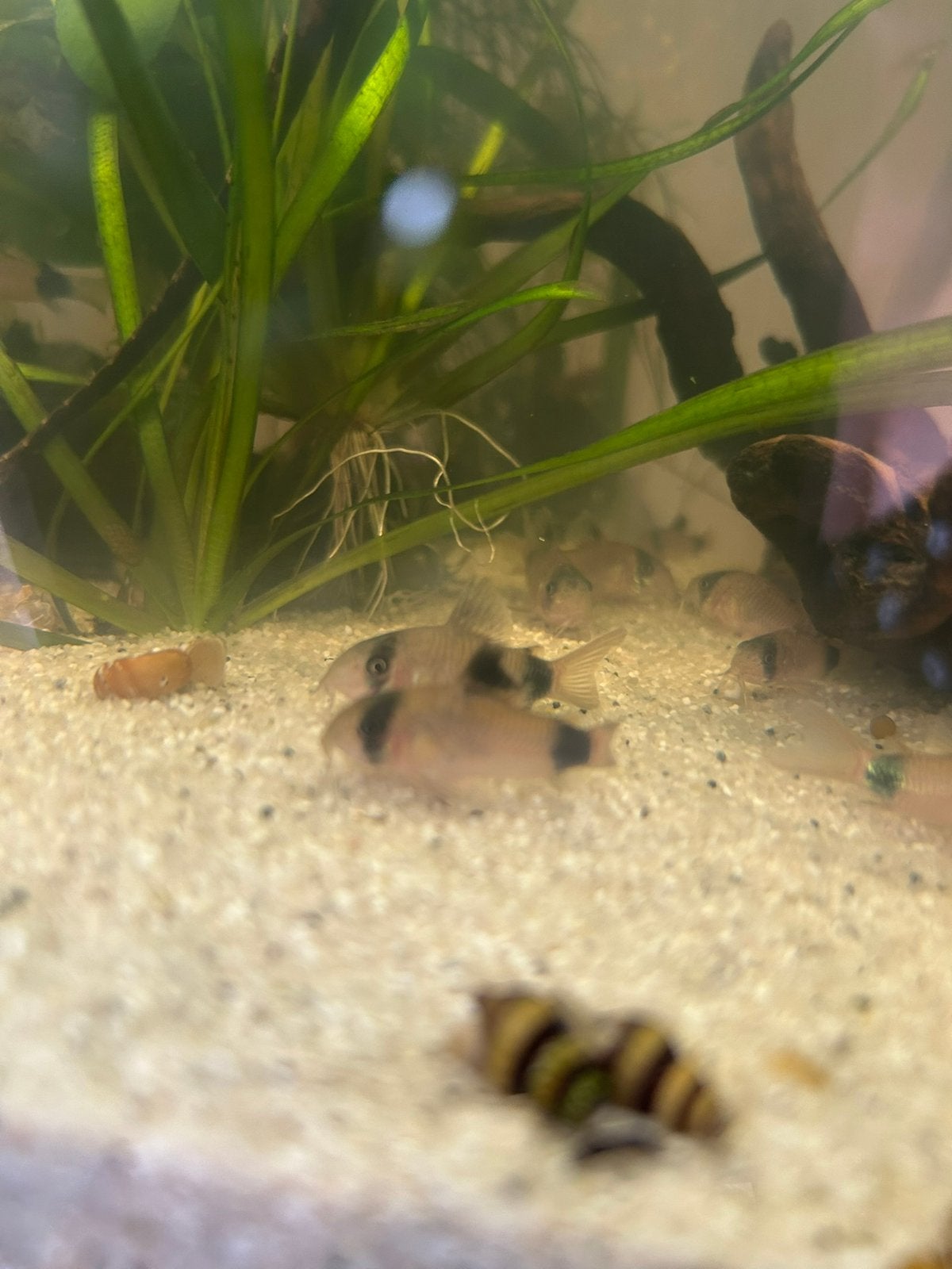 Corydora Panda, Vis