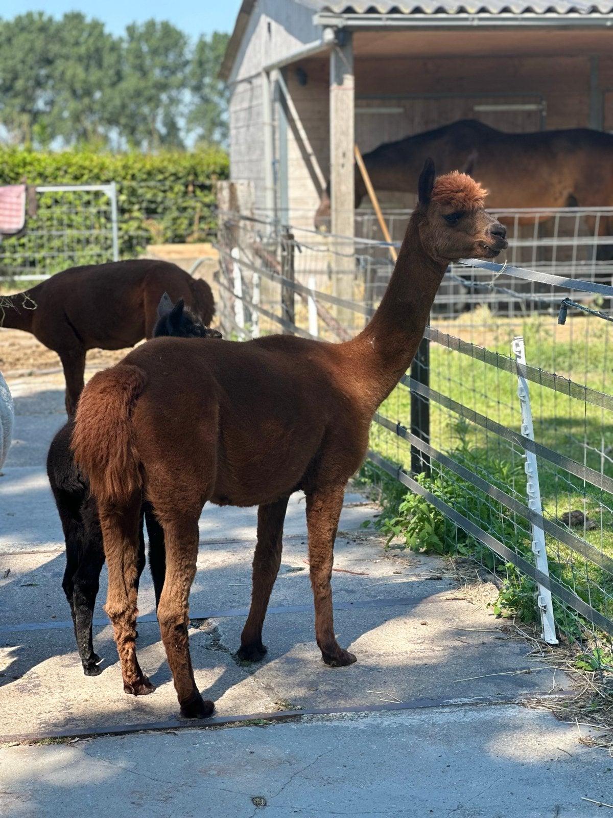 2 volwassen alpaca merries te koop, Maart, Vrouwelijk