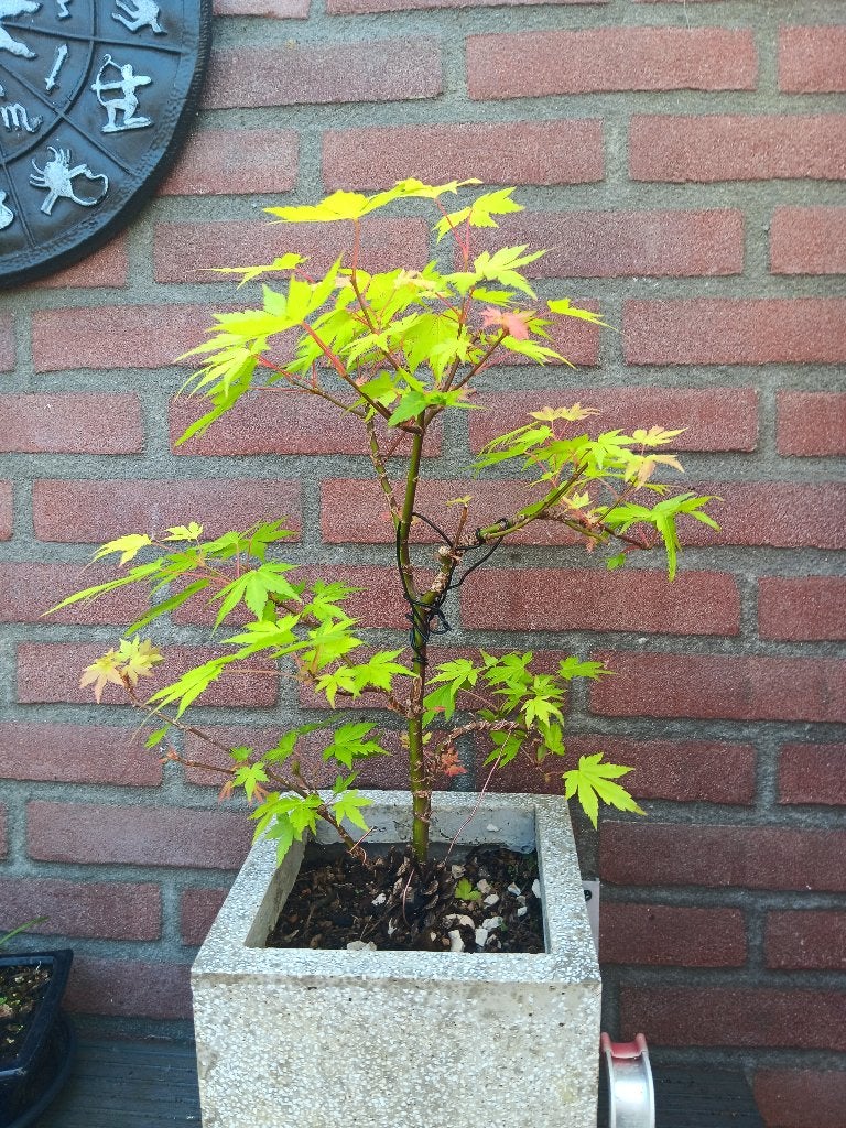 bonsai, Tuin en Terras, Planten | Bomen, Ophalen, Bloeit niet, Halfschaduw, Overige soorten