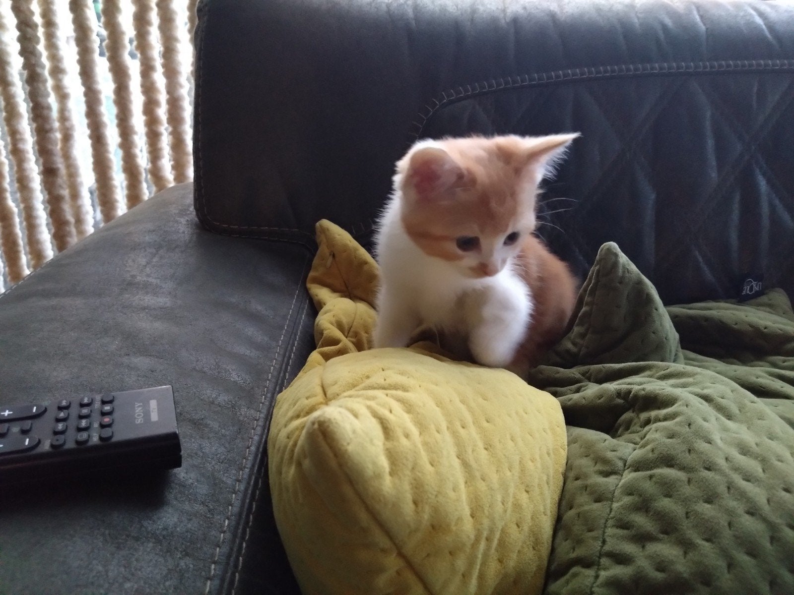 Lieve kitten vrouwtje 9 weken 50% persisch, Dieren en Toebehoren, Katten en Kittens | Overige Katten, Poes, 0 tot 2 jaar