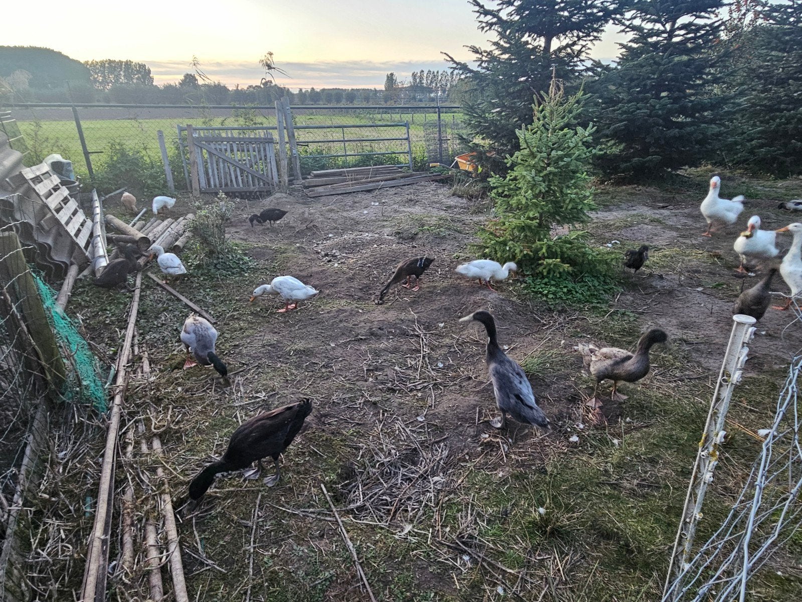 loopeenden, Dieren en Toebehoren