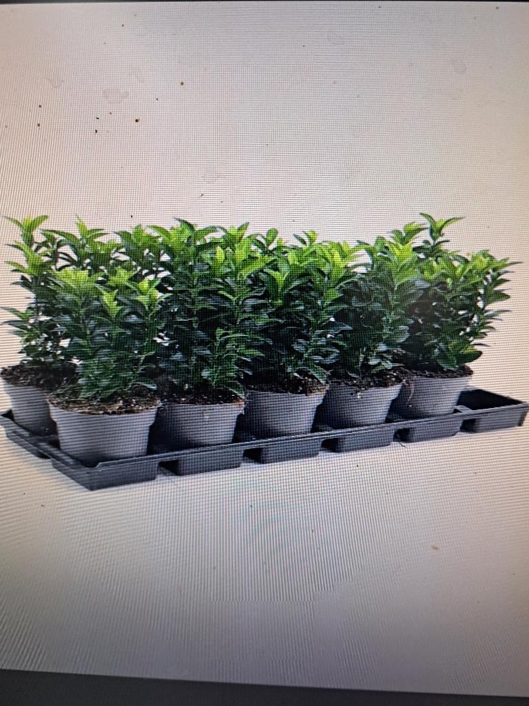 Euonymus Green Spire De Ultieme Buxusvervanger, Ophalen of Verzenden, Buxus, Haag, Minder dan 100 cm