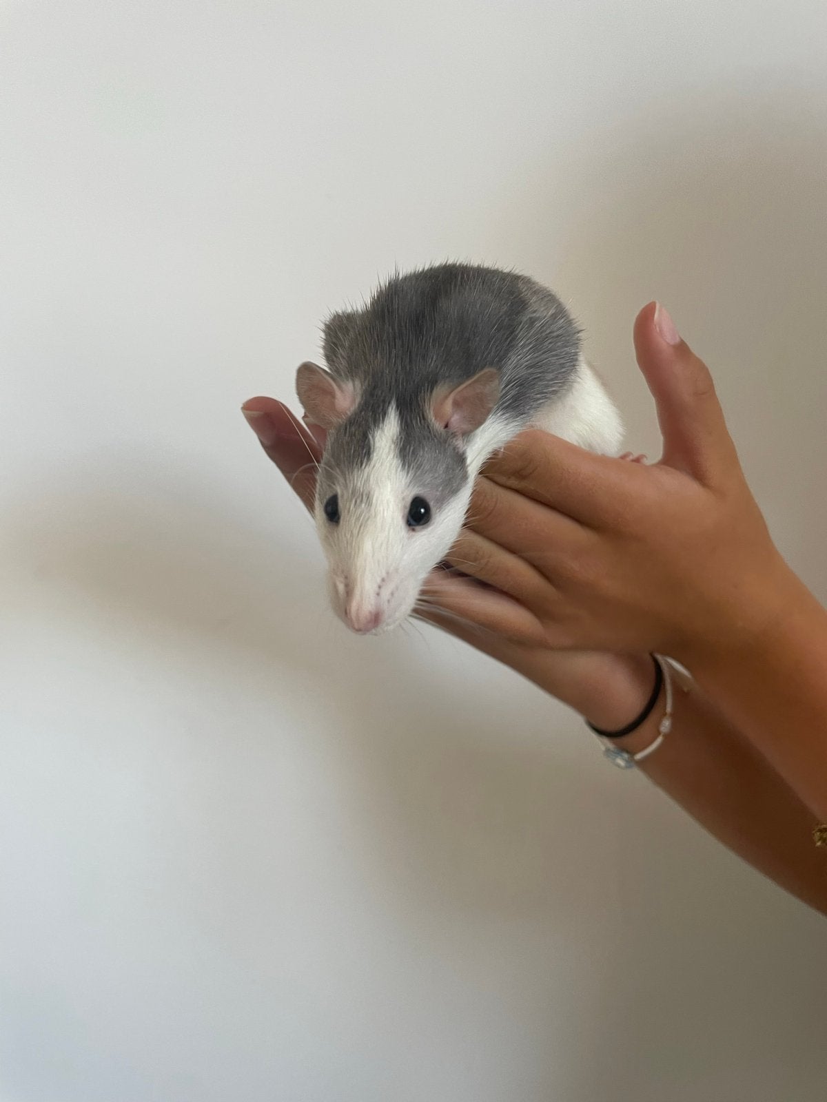 Lief hand tam diertje, Rat, Februari, Vrouwelijk, Tam