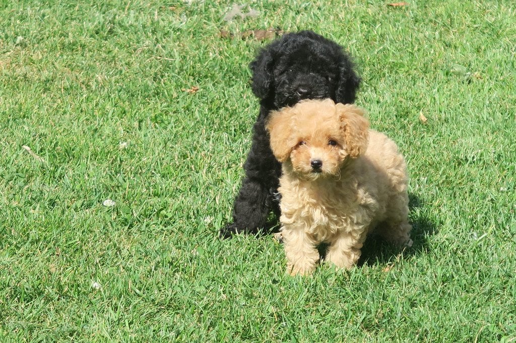 Leuke Dwerg Poedel pups, Dieren en Toebehoren, Poedel, Parvo, Nederland, 8 tot 15 weken