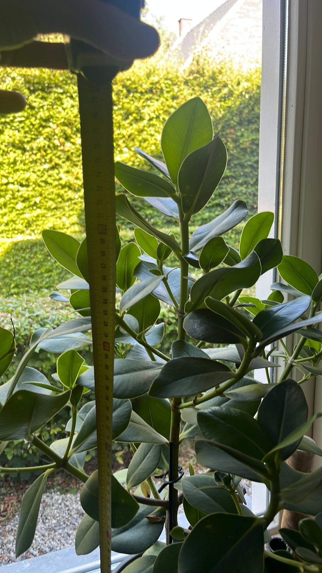 2 kamerplanten inclusief potten, Ophalen, Halfschaduw, Minder dan 100 cm