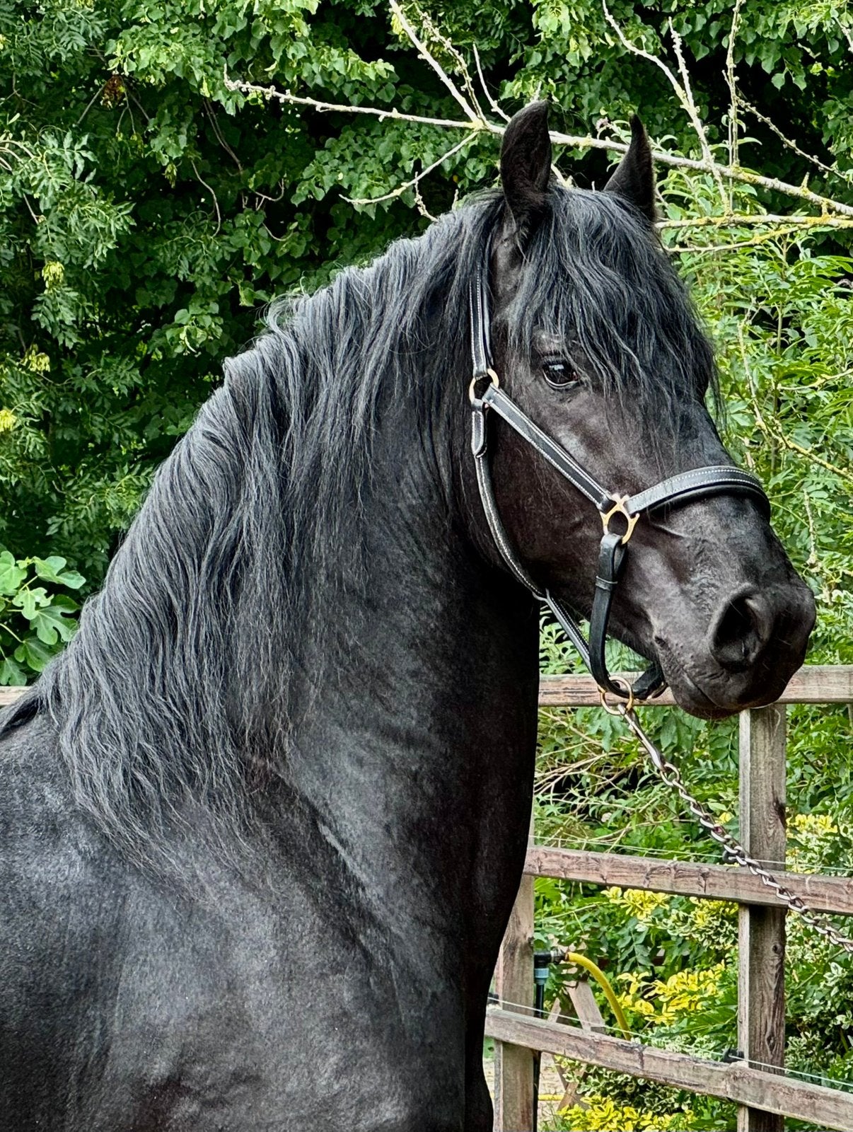 Stoere 2,5 jarige Friese Hengst, Dressuurpaard, Hengst, 3 tot 6 jaar, Onbeleerd