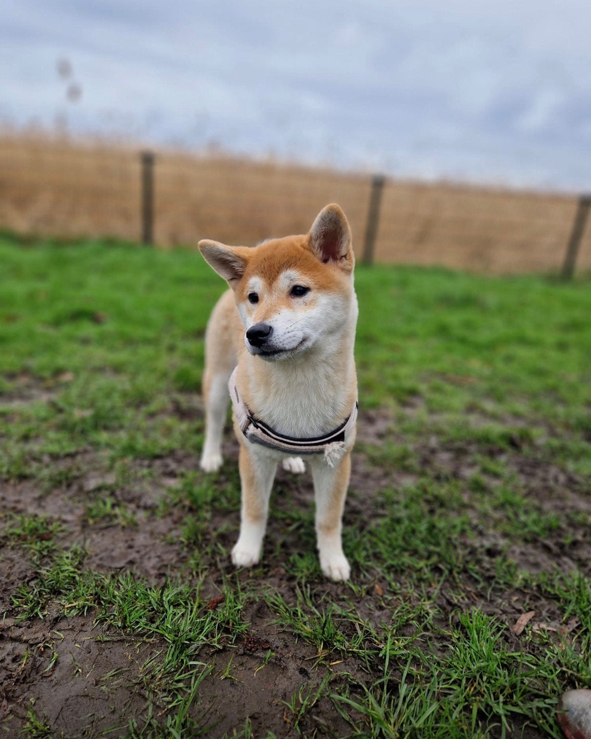 Shiba Inu van 8 maanden, Dieren en Toebehoren, Honden | Niet-rashonden, 15 weken tot 1 jaar, Teef, Parvo, Eén hond