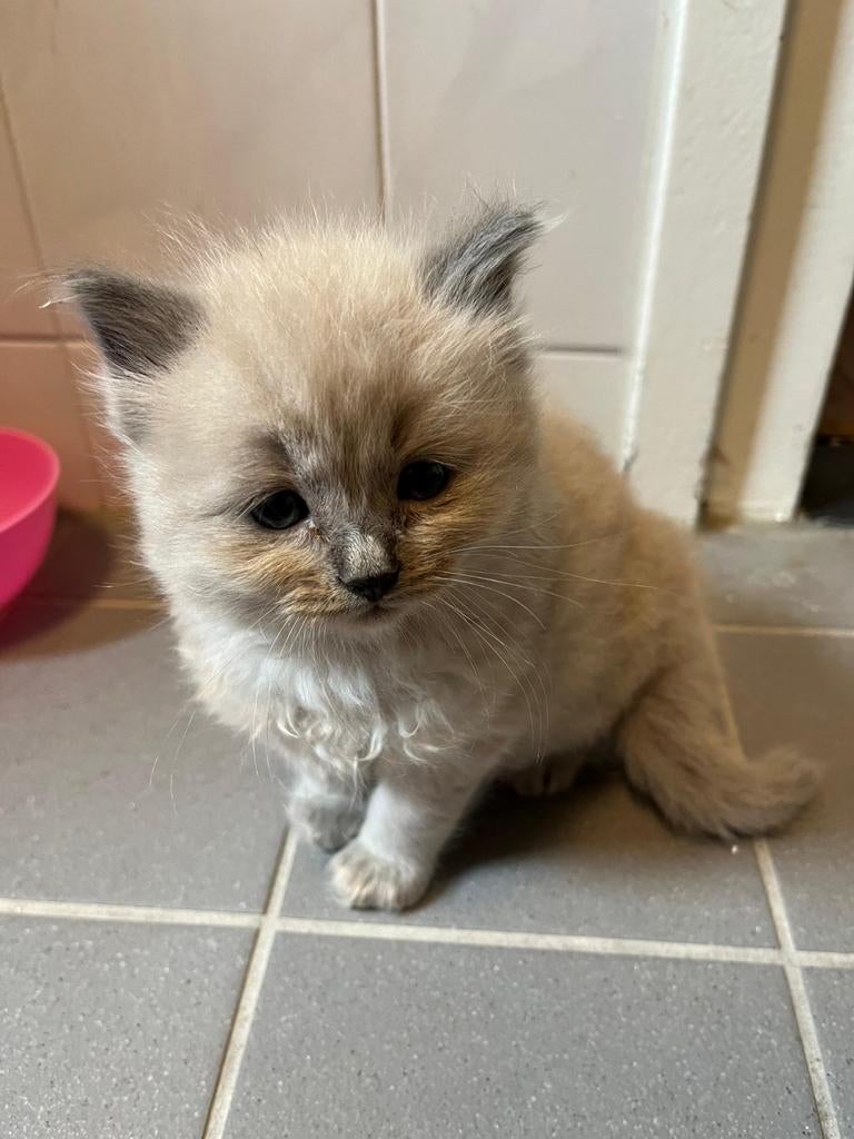 Ragdoll kittens, Meerdere dieren