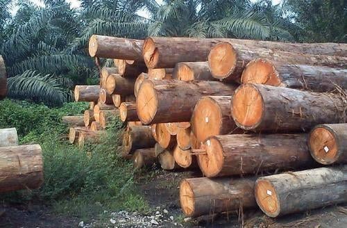 Pine Wood Timber, Pine Wood Logs, Tuin en Terras, Haardhout, Minder dan 3 m³, Verzenden, Eikenhout, Blokken