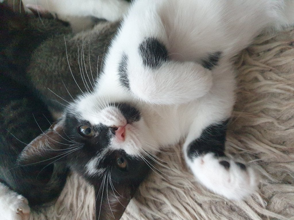 katten ( 3 kittens ), Dieren en Toebehoren, 0 tot 2 jaar