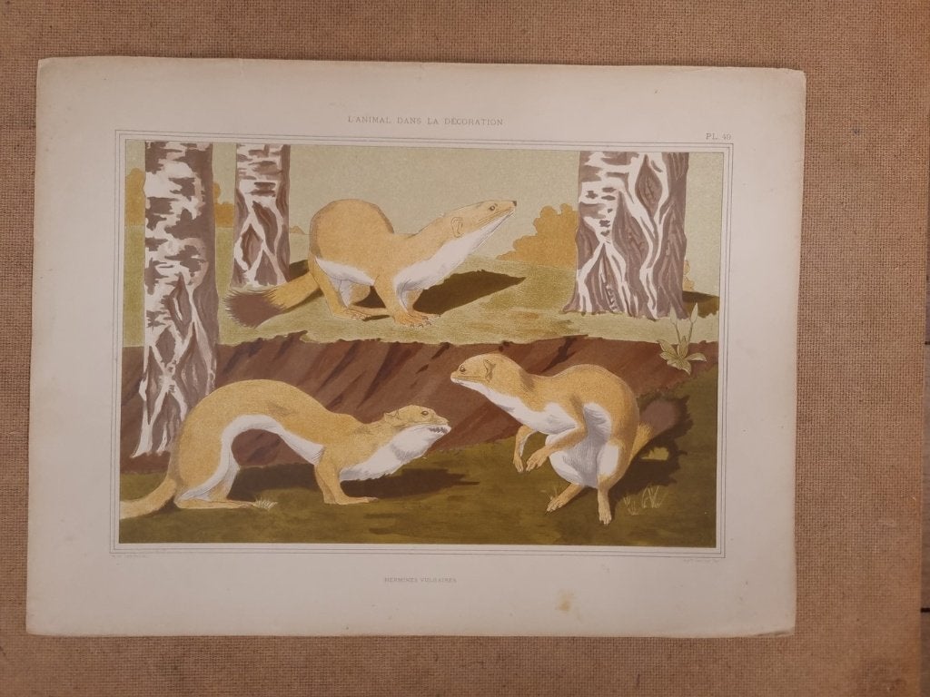 Art nouveau litho Hermines - M.P. Verneuil 1897, Ophalen, Lithografie, Dieren en Natuur, Gesigneerd in de plaat