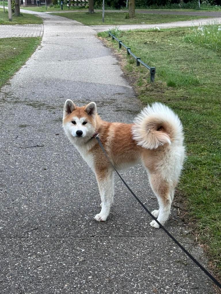 Japanse Akita inu teefje 6 maanden zoekt een nieuw huisje, 15 weken tot 1 jaar, Teef, Poolhond, Parvo