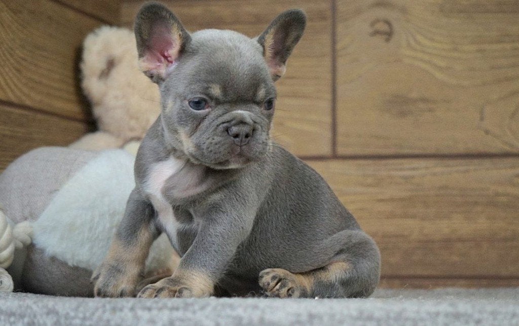 Prachtige Lilac & Tan Franse Bulldog pups beschikbaar, 8 tot 15 weken, Parvo, Bulldog, Meerdere
