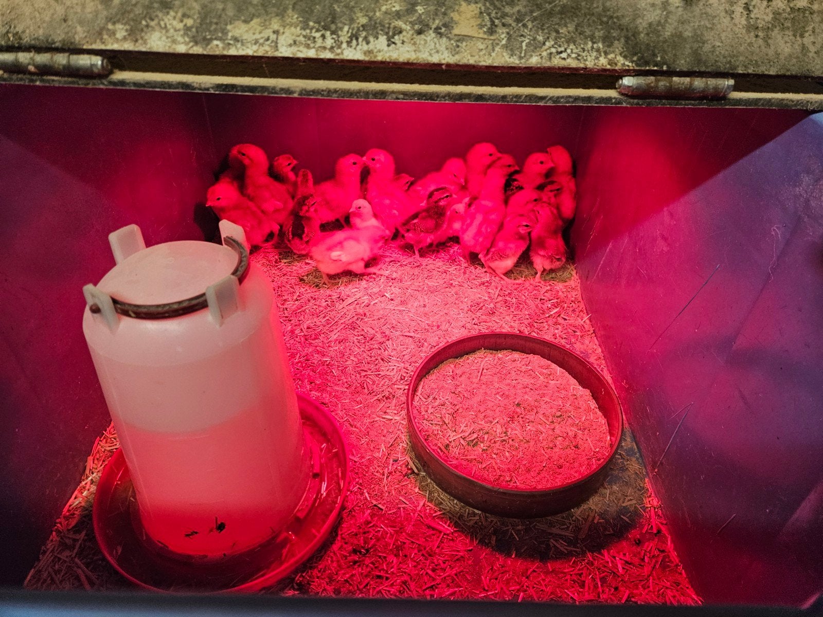 diverse kuikens, Meerdere dieren, Kip