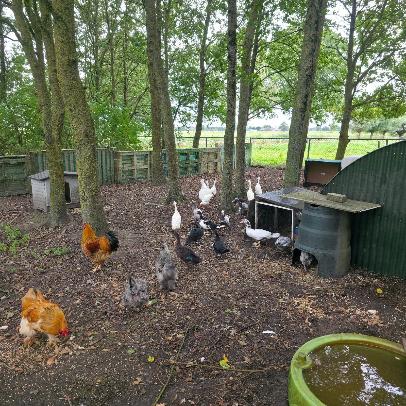 kaapse en loopeenden, Dieren en Toebehoren, Meerdere dieren, Eend