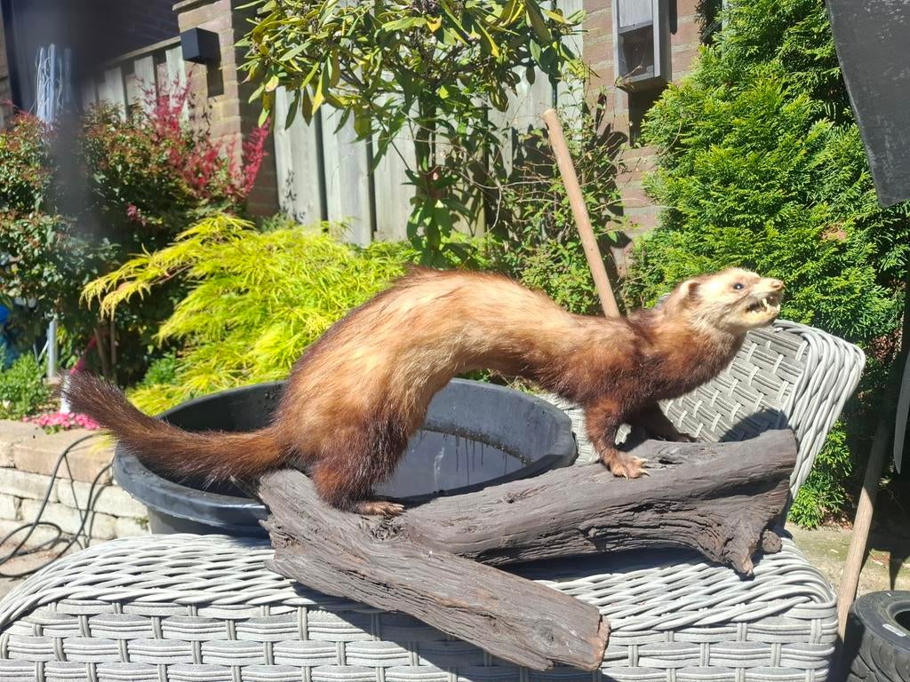 Opgezette fret op kunst boomstam - 50x30 cm, Ophalen