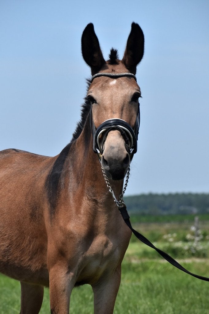 ## BIJZONDERE, super makke & ALLERLEUKSTE muilezel ##, Dieren en Toebehoren, Pony's, Merrie, 3 tot 6 jaar, Gechipt, Recreatiepony