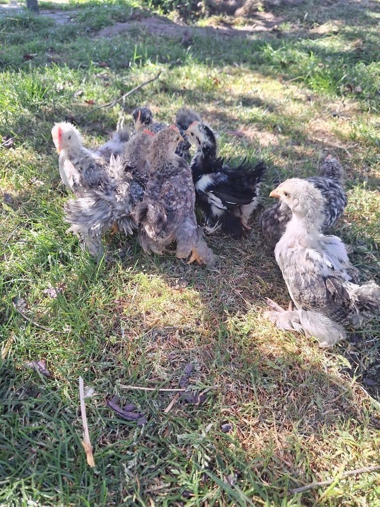 Cochin kriel henkuikens, Dieren en Toebehoren, Pluimvee, Meerdere dieren, Kip
