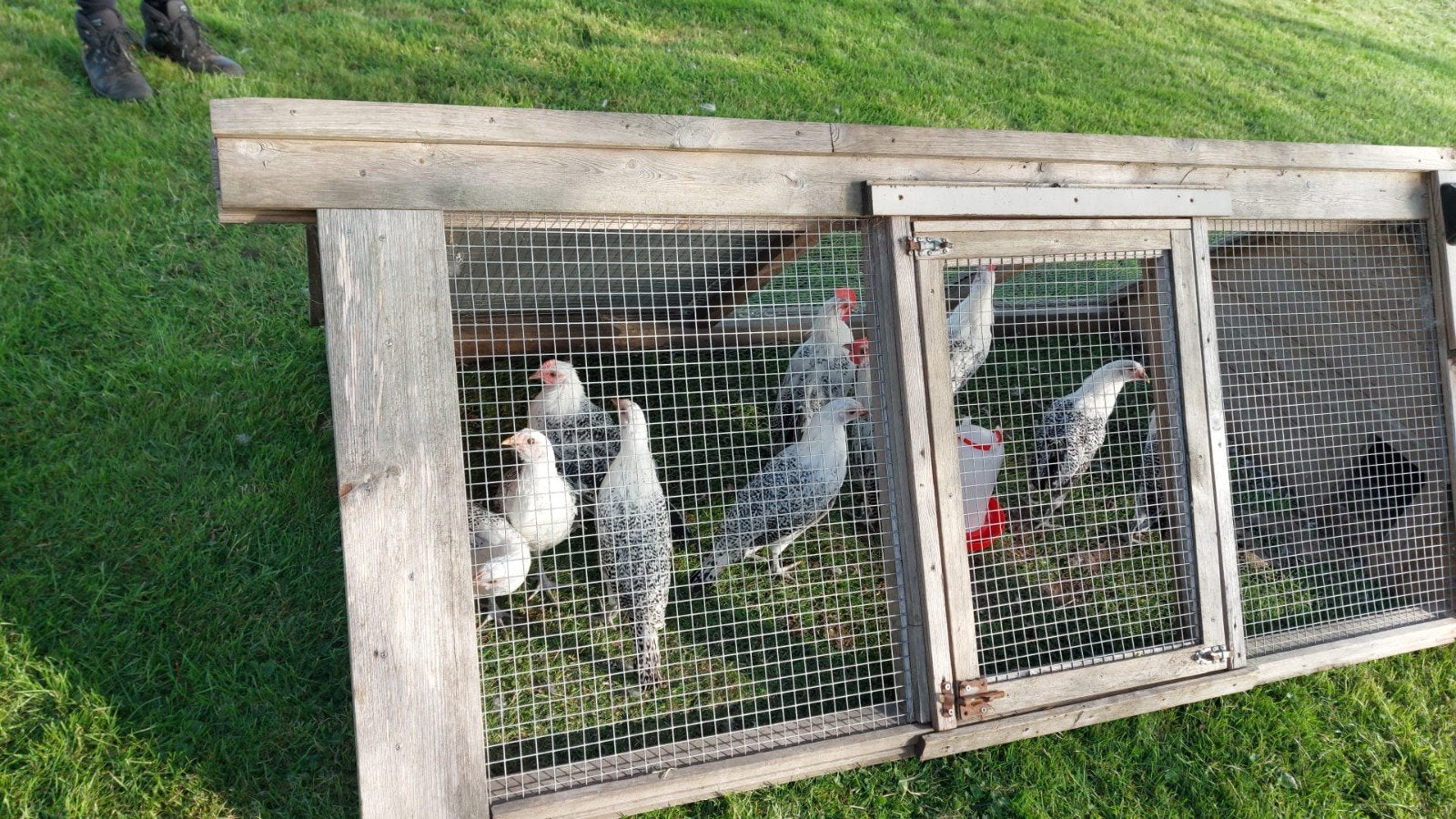 Friese zilverpel kippen en hanen, Dieren en Toebehoren, Pluimvee, Meerdere dieren, Kip