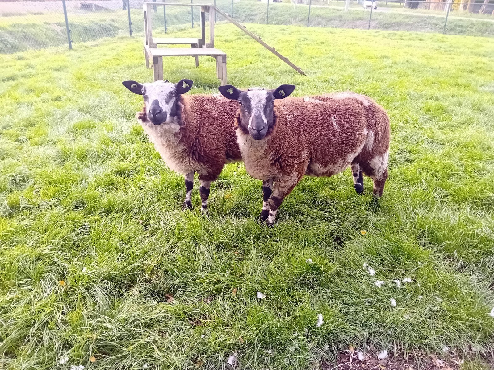 jonge rammen te koop!, Mannelijk, Schaap