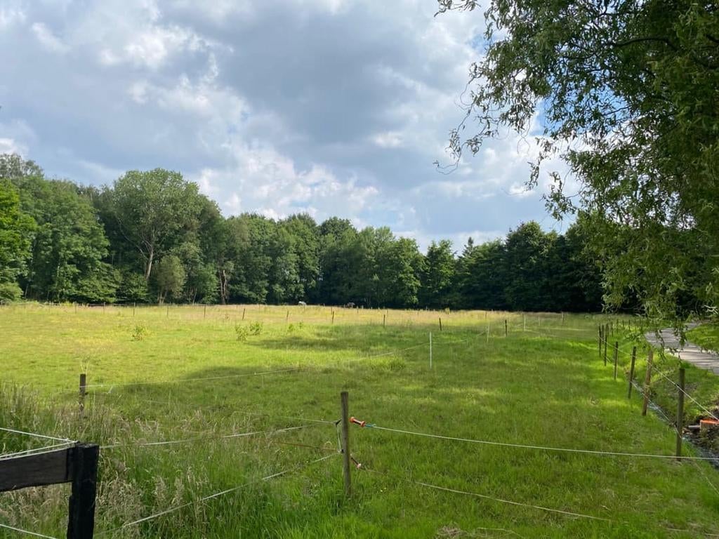 Te huur/te koop gevraagd, weiland omgeving Ootmarsum, Dieren en Toebehoren, Stalling en Weidegang