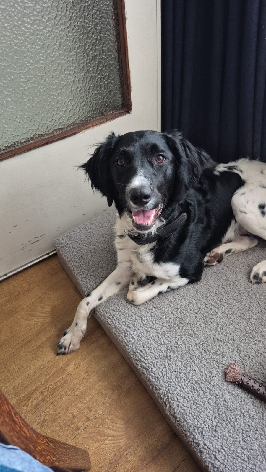 Frieze stabij Kuizing, Dieren en Toebehoren, Reu, 1 tot 2 jaar, Groot, Eén hond