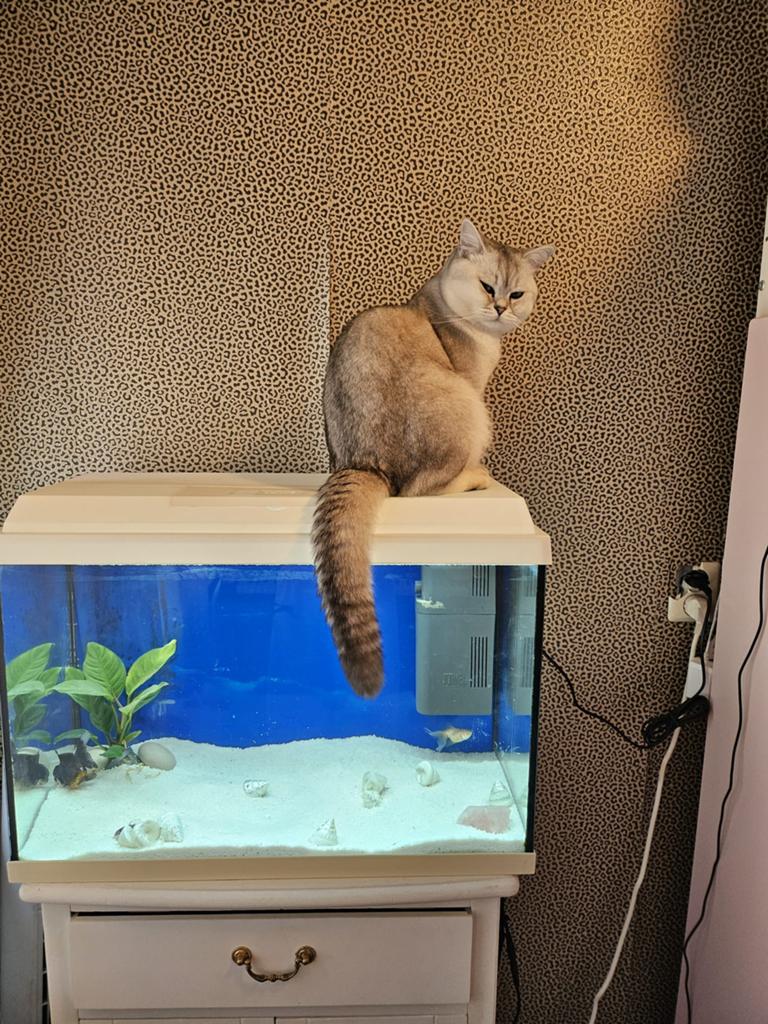Wit Aquarium 72 liter goudvissen, Dieren en Toebehoren, Ophalen, Grind, Zand of Voedingsbodem