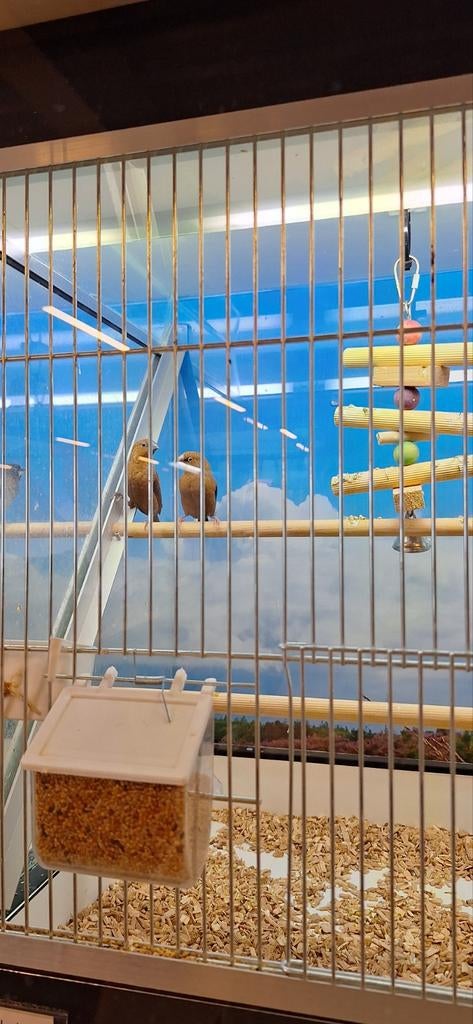 Zilverbekje, Dieren en Toebehoren, Vogels | Overige Vogels, Mannelijk