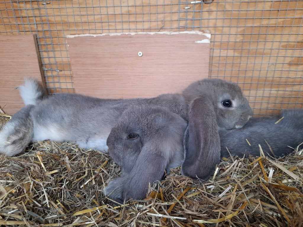 Franse hangoor konijnen, Dieren en Toebehoren, Konijnen, Mannelijk, Groot, Hangoor, 0 tot 2 jaar