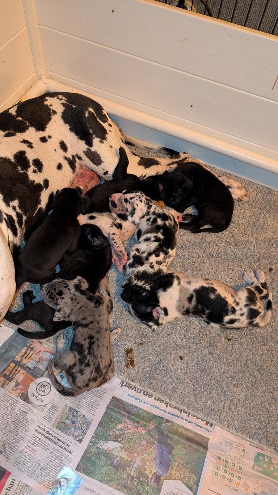 Knappe Duitse dog pups, Overige rassen, 8 tot 15 weken, Meerdere, Meerdere dieren