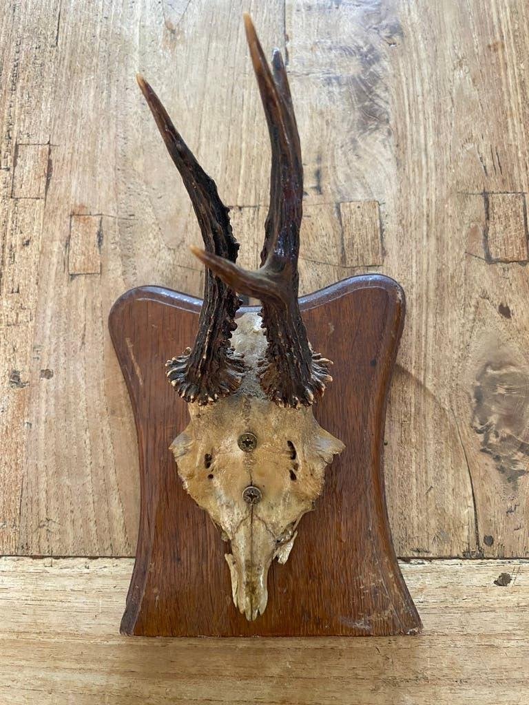 Klein gewei / wandhanger, Ophalen of Verzenden